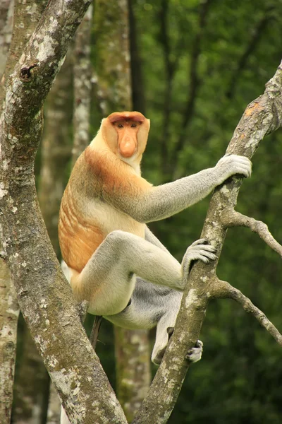 Rüsselaffe sitzt auf einem Baum, Borneo, Malaysien — Stockfoto