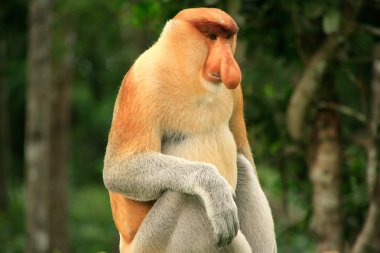 bir ağaç, borneo, Malezya üzerinde oturan hortum maymun
