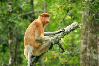 bir ağaç, borneo, Malezya üzerinde oturan hortum maymun