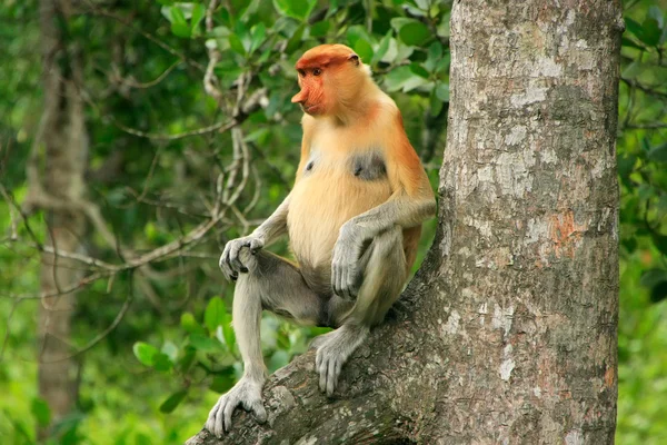 Macaco probóscide sentado em uma árvore, Bornéu, Malásia — Fotografia de Stock