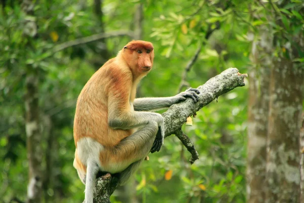 Macaco probóscide sentado em uma árvore, Bornéu, Malásia — Fotografia de Stock