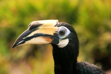 oryantal alaca Kartallar, sepilok, borneo, Malezya
