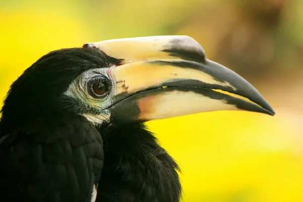 동양 얼룩 덜 룩된 hornbill, 세 피로 크, 보르네오, 말레이시아 — 스톡 사진
