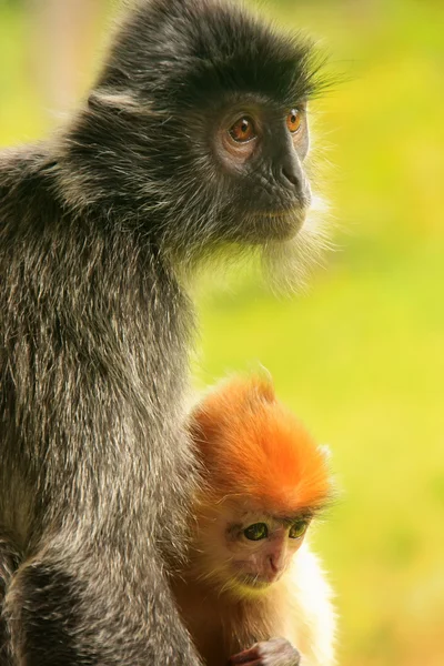 Mono de hoja plateada con un bebé pequeño, Borneo, Malasia —  Fotos de Stock