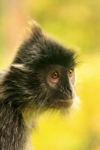 Scimmia foglia argentata, Sepilok, Borneo, Malesia — Foto Stock