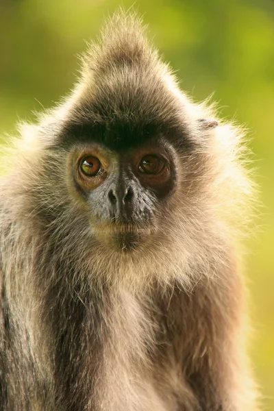 Postříbřený list opice, sepilok, borneo, Malajsie — Stock fotografie