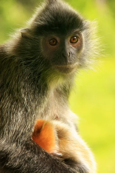 Silvered leaf monkey with a young baby, Borneo, Malaysia Stock Photo