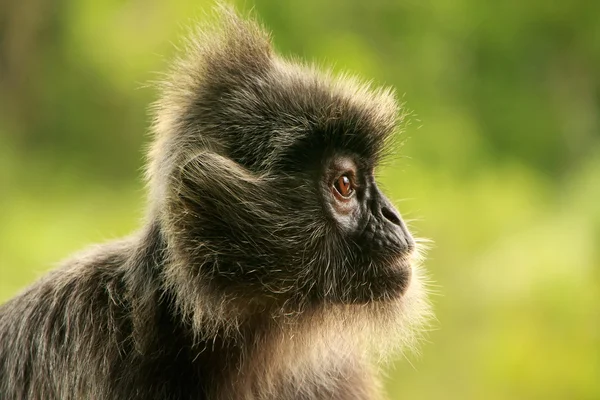 Postříbřený list opice, sepilok, borneo, Malajsie — Stock fotografie