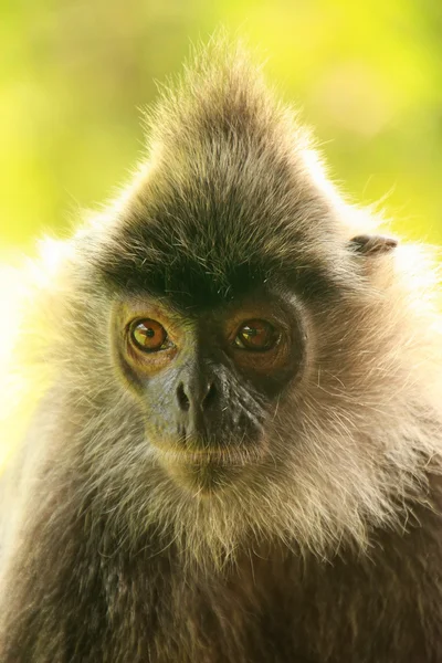 Sølvbladape, Sepilok, Borneo, Malaysia – stockfoto