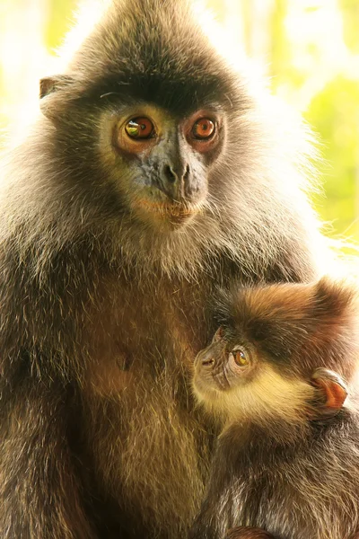 Scimmia foglia argentata con un bambino, Borneo, Malesia — Foto Stock