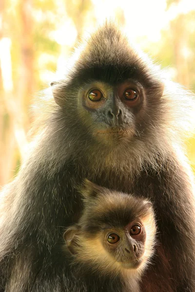Silvered leaf monkey with a baby, Borneo, Malaysia — Stock Photo, Image