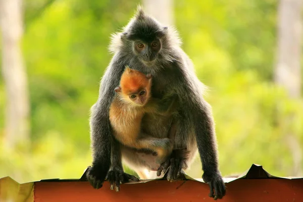 Försilvrat löv apa med en ung baby, borneo, malaysia — Stockfoto