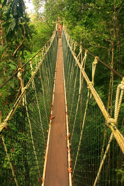 Passerella panoramica, Taman Negara National Park, Malesia — Foto Stock