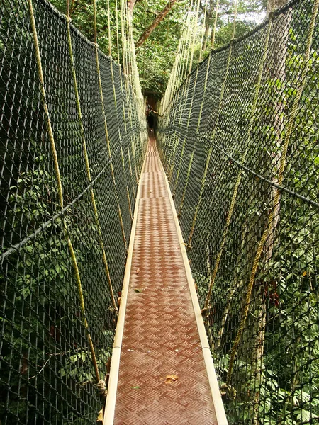 Canopy walkway, taman negara nationaal park, Maleisië — Stockfoto