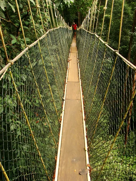 Passerella panoramica, Taman Negara National Park, Malesia — Foto Stock