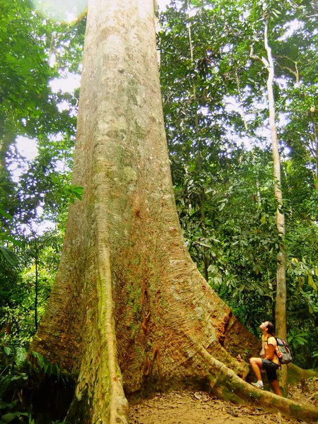 Turista in piedi vicino albero gigante, Taman Negara National Park, Ma — Foto Stock