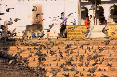 piccioni alimentazione vicino a Lago Santo, pushkar, india