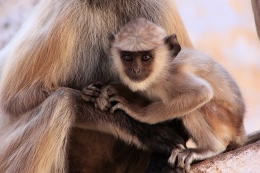 Bebek gri langur oturan annesi, pushkar, Hindistan