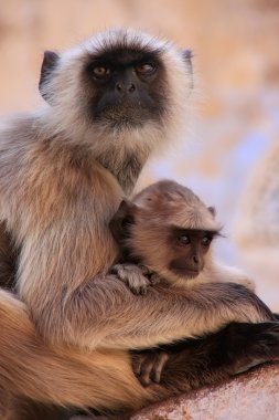 presbite grigio con un bambino al tempio, pushkar, india