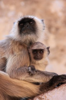 presbite grigio con un bambino al tempio, pushkar, india