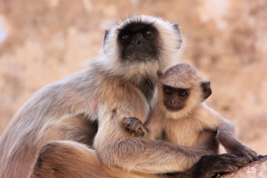 presbite grigio con un bambino al tempio, pushkar, india