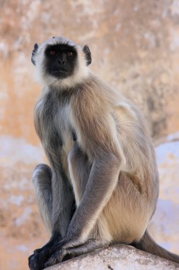 gri langur oturan Tapınak, pushkar, Hindistan