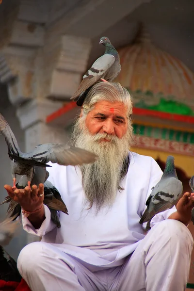 Hombre indio alimentando palomas cerca del lago sagrado, Pushkar, India — Foto de Stock