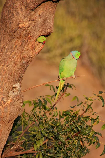 Pappagallino dagli anelli di rosa indiano seduto su un albero, Pushkar, Rajastha — Foto Stock