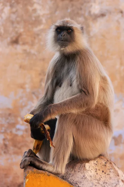 Grauer langur sitzt am tempel, pushkar, indien — Stockfoto