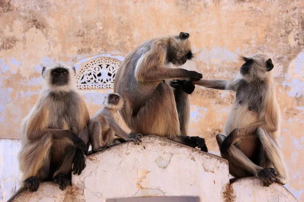 Gray langurs with babies sitting at the temple, Pushkar, India — Stock Photo, Image