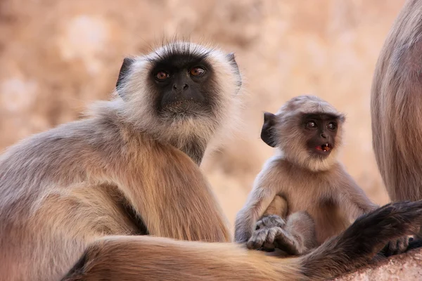 Grå langur med en baby sidder i templet, Pushkar, Indien - Stock-foto