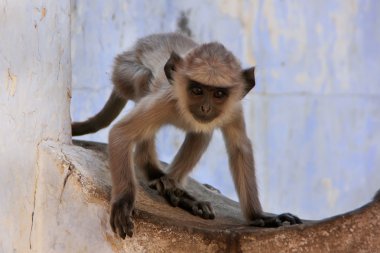 Bebek gri langur oynarken Tapınağı, pushkar, Hindistan
