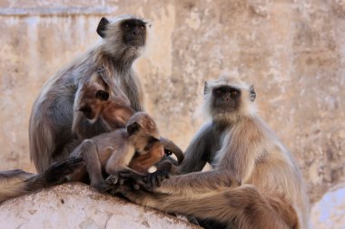 gri langurlar oturan Tapınak, pushkar, Hindistan bebekler ile