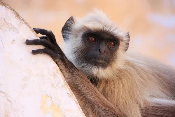 Šedé langur sedí u chrámu, pushkar, Indie — Stock fotografie