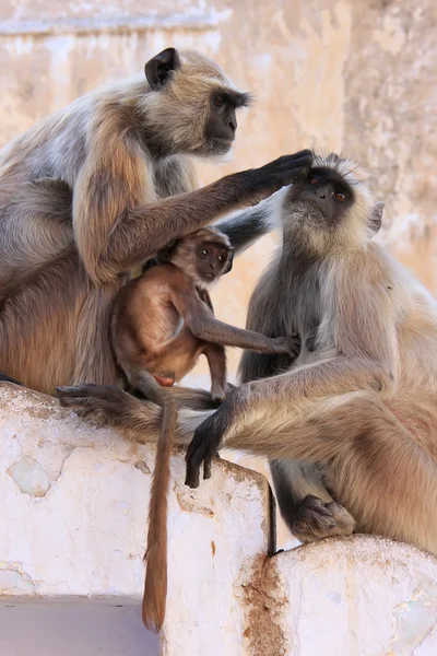 インドの寺院、プシュカルに座っている赤ちゃんを持つ灰色ラングール — ストック写真