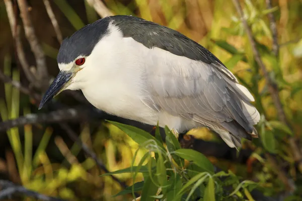 Black-crowned night heron — Stock Photo, Image