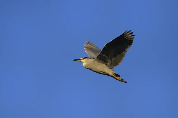 Svart-krönt natten häger flyger i blå himmel — Stockfoto