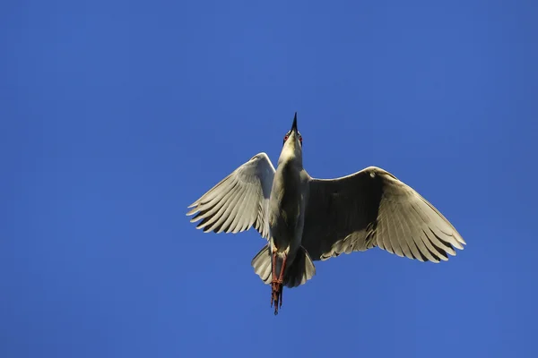 Héron de nuit couronné noir volant dans le ciel bleu — Photo