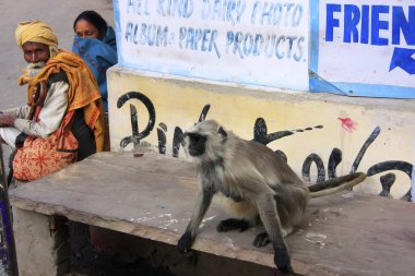 yöre halkı ve gri langur oturan street, pushkar, ind