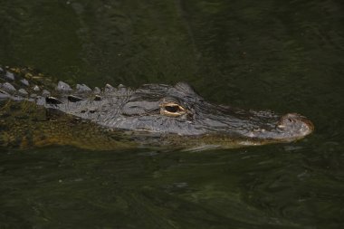 everglades Amerikan timsah (alligator mississippiensis) na