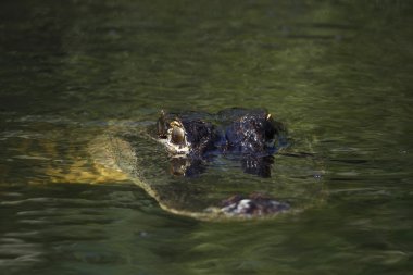 everglades Amerikan timsah (alligator mississippiensis) na
