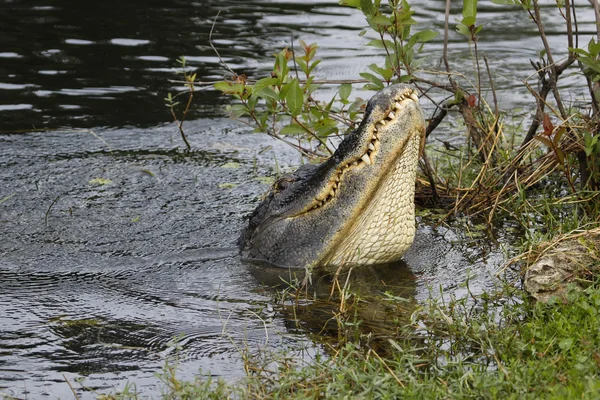 Amerikanischer Alligator (alligator mississippiensis) tanzt im Wasser — Stockfoto