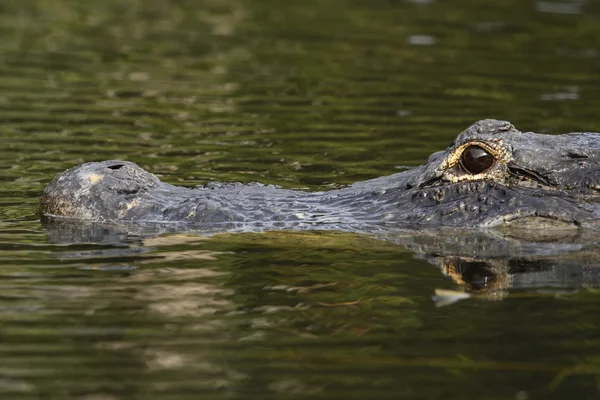 American alligator (Alligator mississippiensis) in Everglades Na — Stock Photo, Image