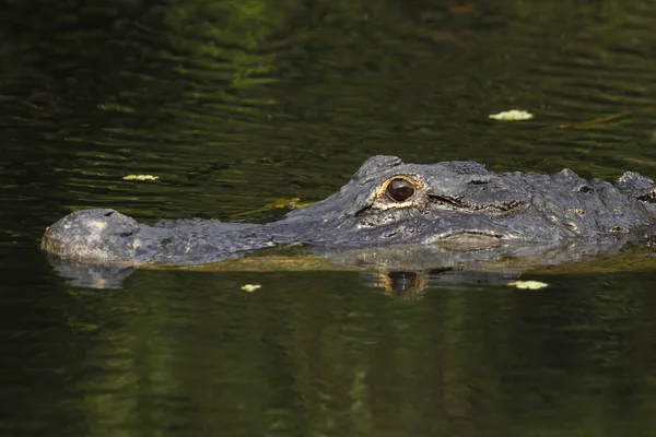 Jacaré-americano (Alligator mississippiensis) em Everglades Na — Fotografia de Stock