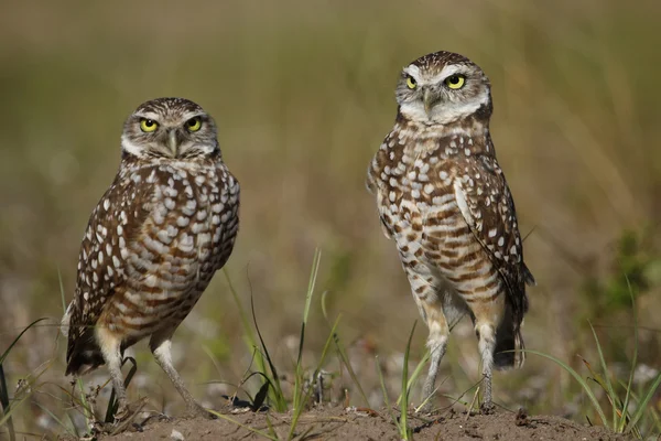 Burrowing Owls de pie en el suelo — Foto de Stock