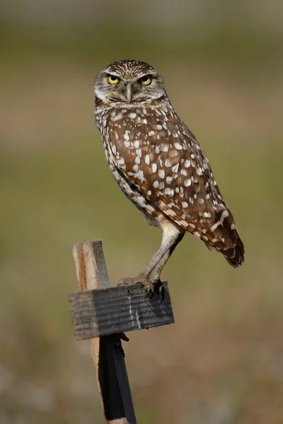 Prärieuggla sitter på en trä stolpe — Stockfoto