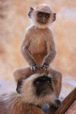 Bebek gri langur oturan annesi, pushkar, Hindistan