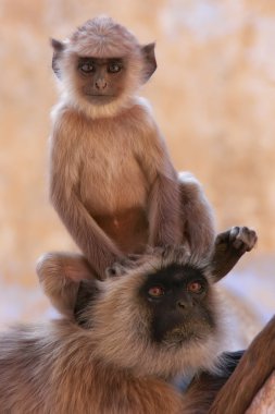 Bebek gri langur oturan annesi, pushkar, Hindistan