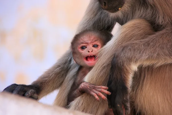 インド、プシュカルの母親と一緒に座っている灰色の赤ちゃんラングール — ストック写真