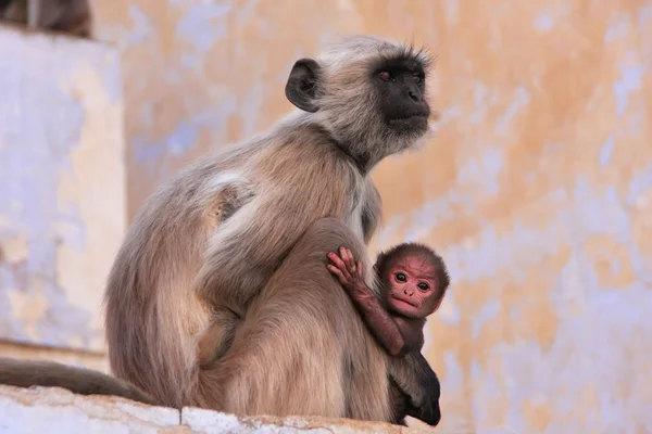 Graue Langur mit einem Baby, das am Tempel sitzt, pushkar, Indien — Stockfoto